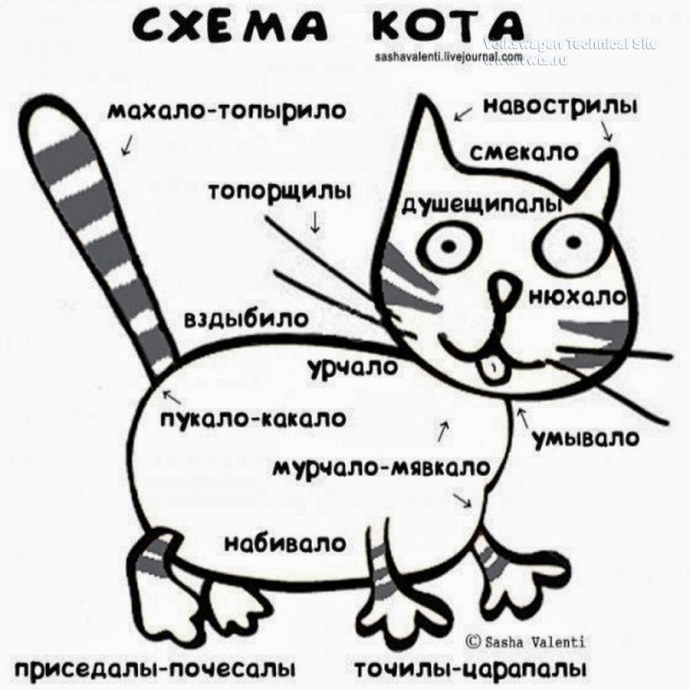 Мадина слив