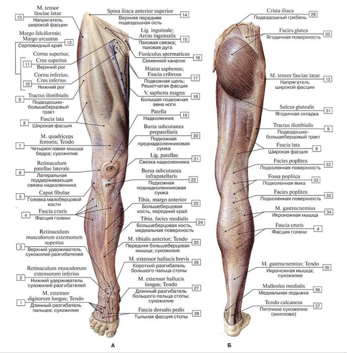 Голые старые жирные бабки раком.