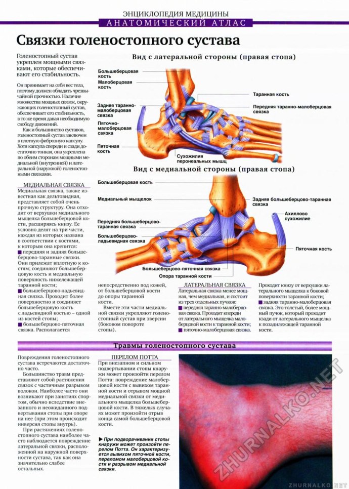 Капсульно-связочный аппарат голеностопного сустава