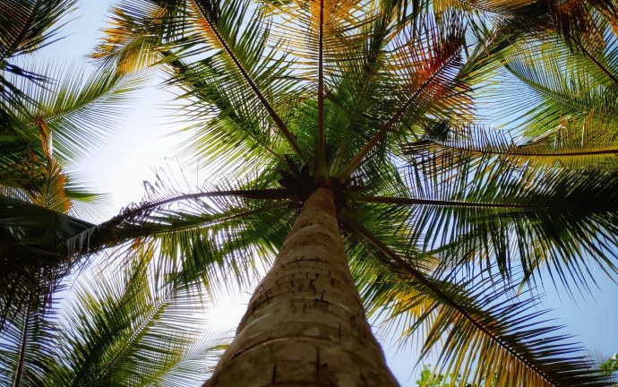 Пальмы снизу