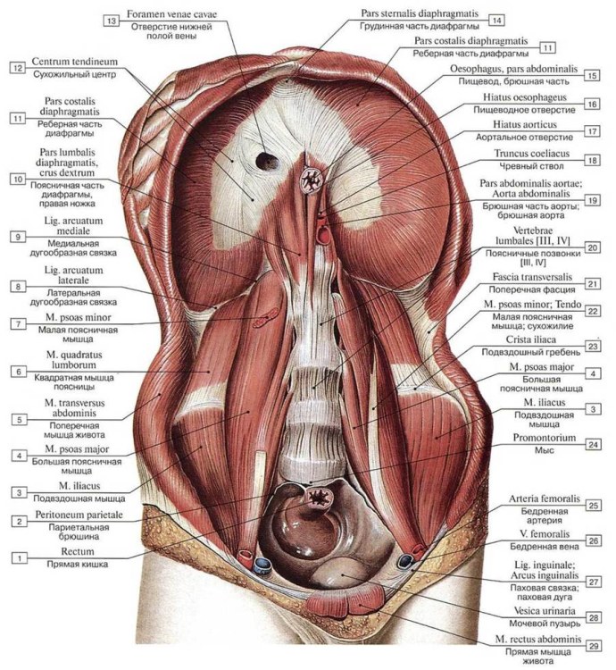 Диафрагма вид снизу анатомия