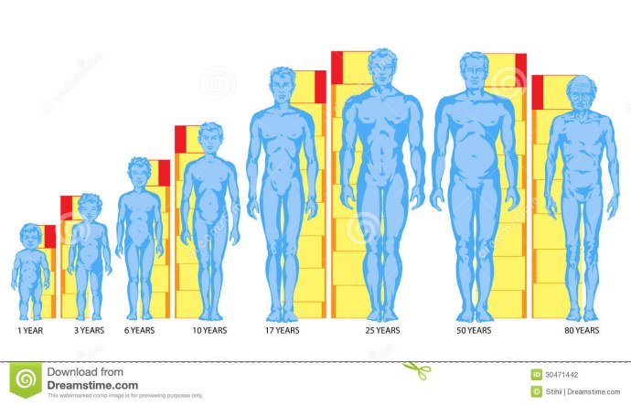 Пропорции человека в разном возрасте
