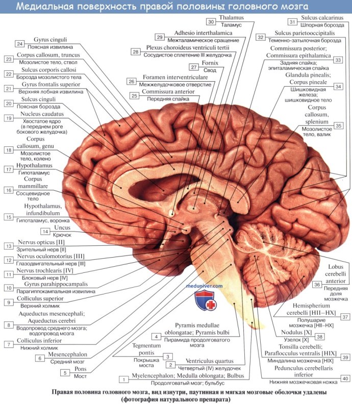 Борозда мозолистого тела анатомия