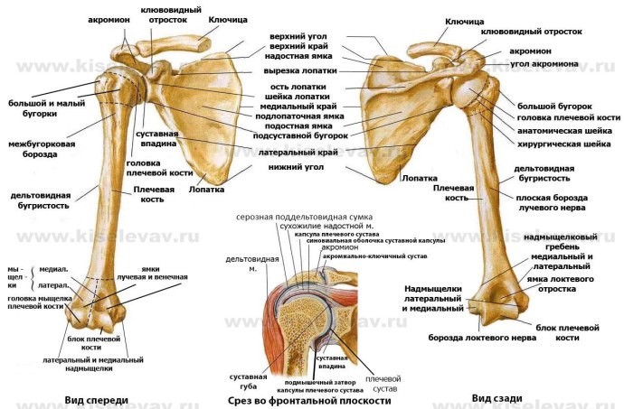 Анатомия плечевого сустава человека кости