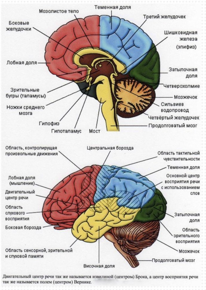 Человеческий мозг отделы функции строение