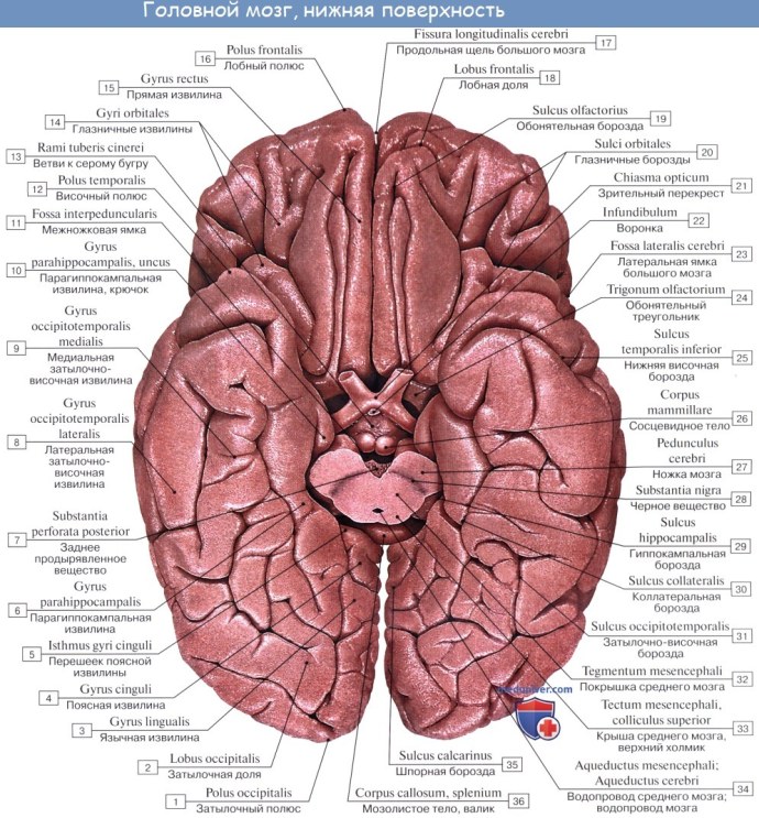 Нижняя поверхность полушарий большого мозга анатомия