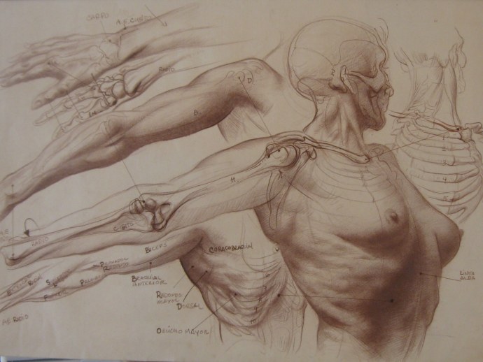 Матиас дюваль анатомия для художников