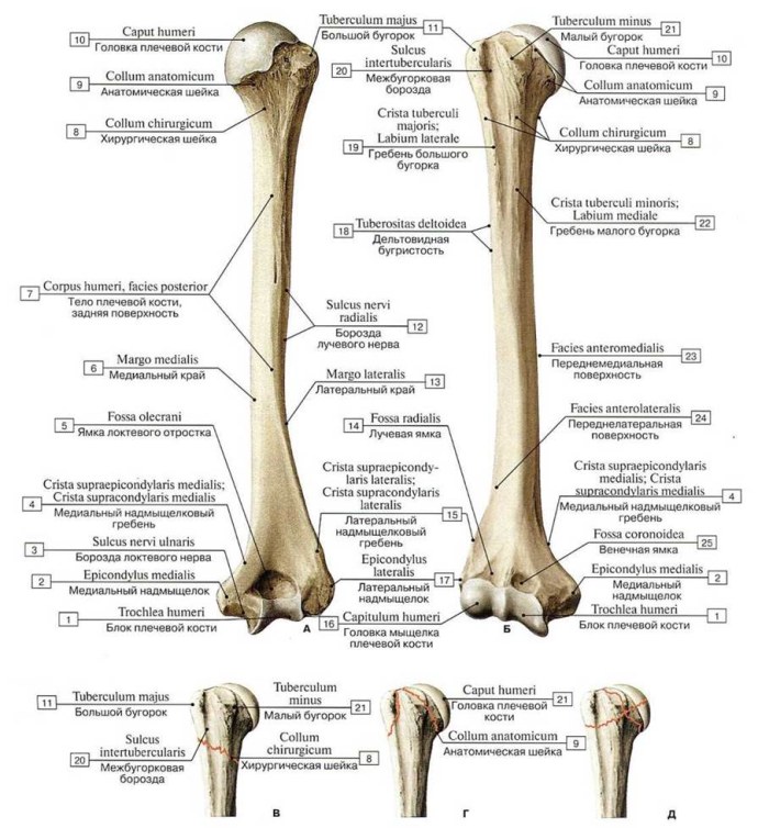 Плечевая кость борозда локтевого нерва