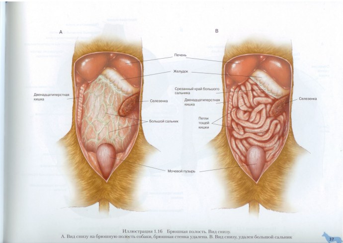 Анатомия собаки органы брюшной полости