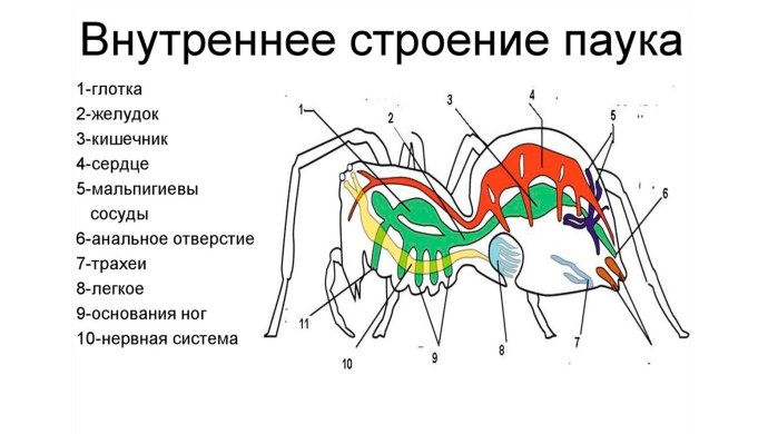 Внутреннее строение паукообразных