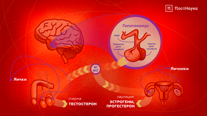 Женские половые гормоны