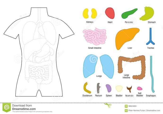 Макет человека с органами для детей