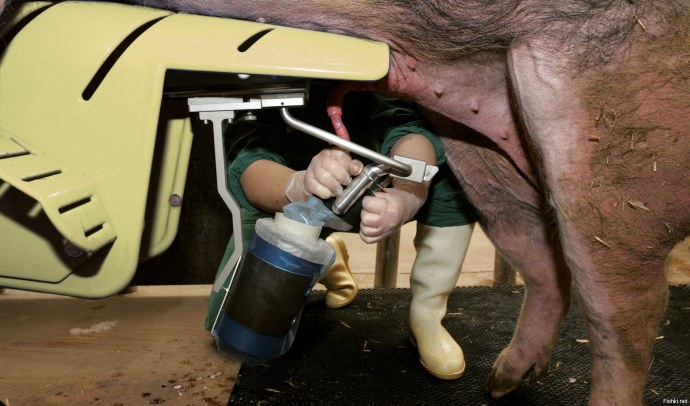 Станок для взятия семени хряка