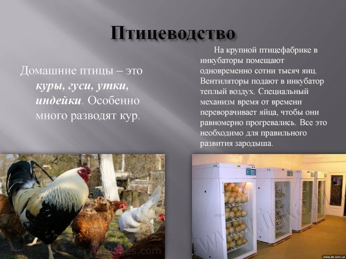 Курица в парике