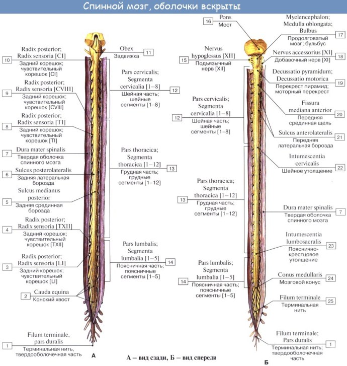 Шейное утолщение спинного мозга латынь