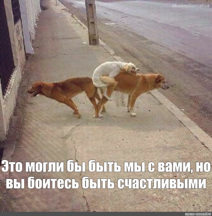 Джонни Кэтсвилл и собаки