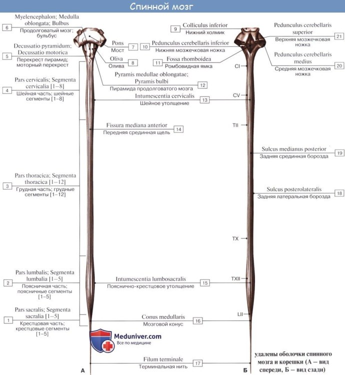 Спинной мозг вид спереди и вид сзади