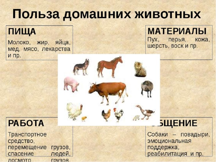 Домашние животные польза