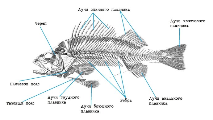 Опорно двигательная система рыб схема
