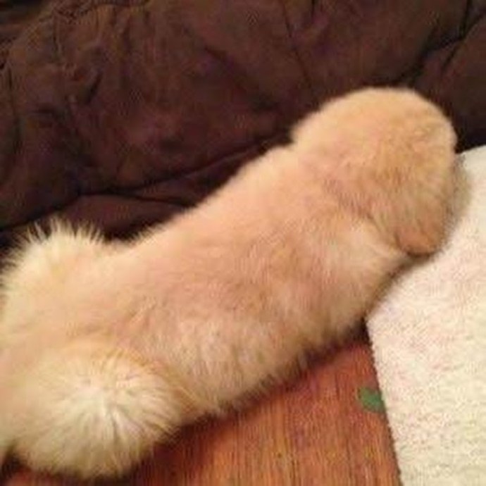 Пушистая попа