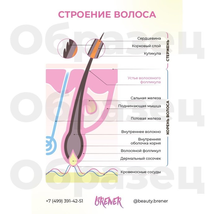 Строение волоса