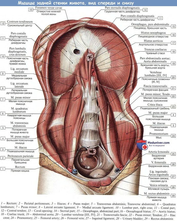 Огурчик из Рик и Морти