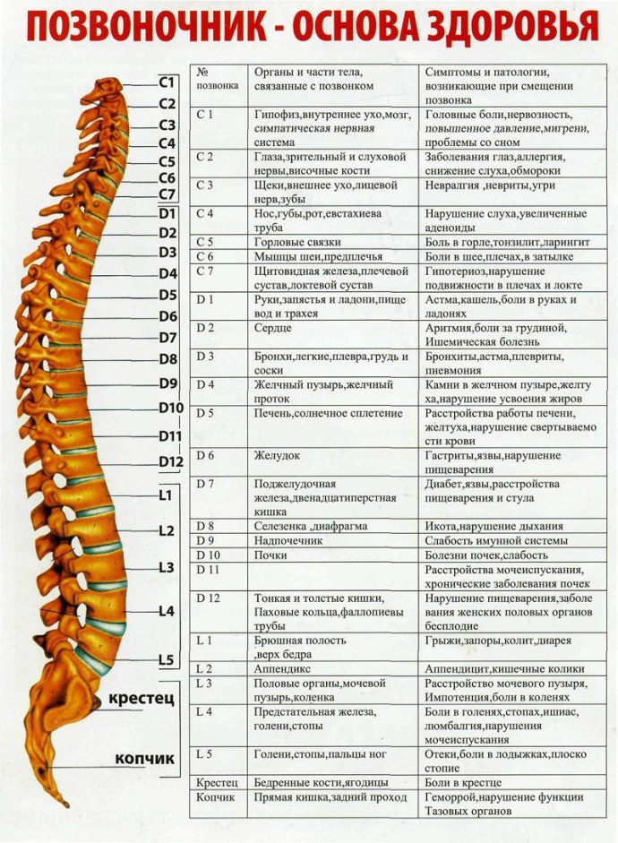 Мышцы предплечья Баммес