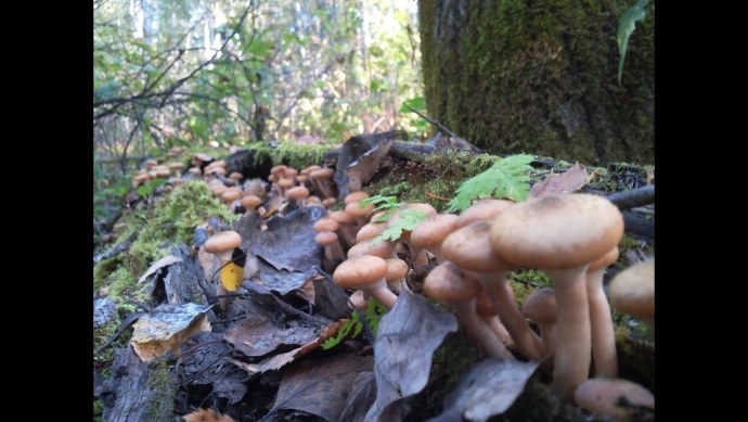 Ебля в поле деревенских баб