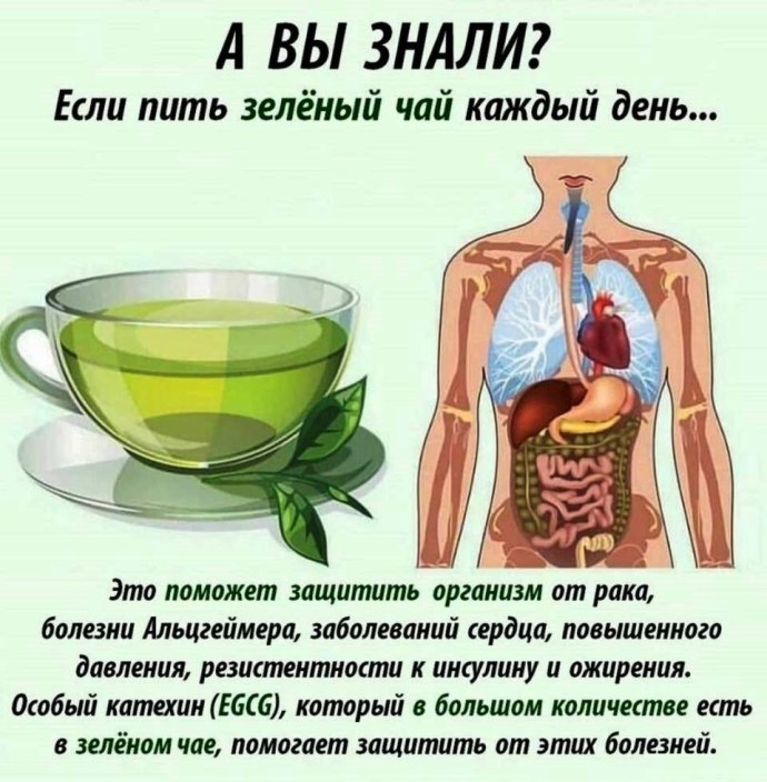 Что будет если пить зеленый чай каждый день