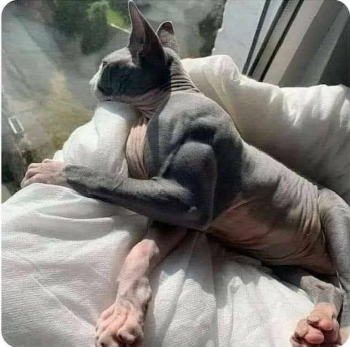 Мускулистый кот