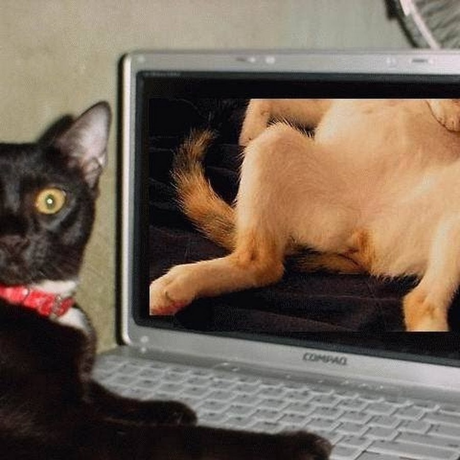 Смешной кот из интернета