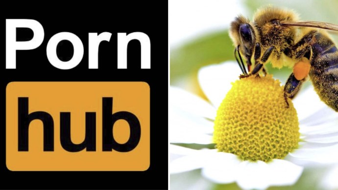 Ава Порнхаба