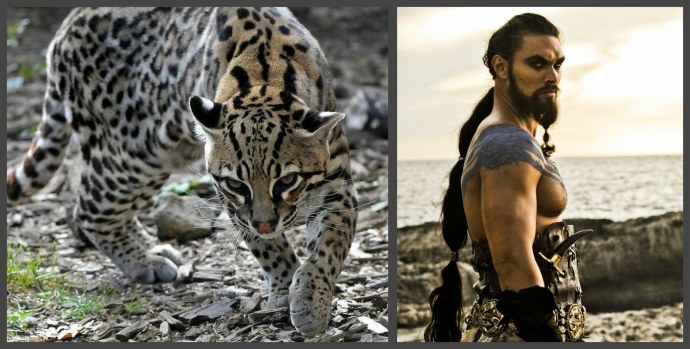 Adam Ocelot и Eva Elfie