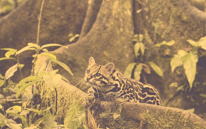 Револьвер Оцелот и Биг босс