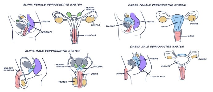 Альфач и омежка