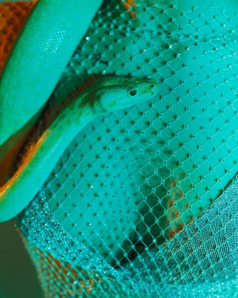 Диана Астер