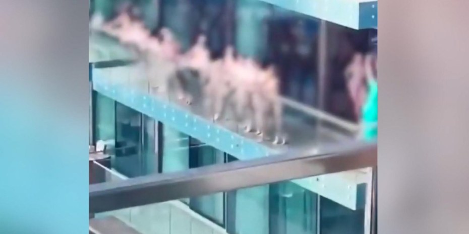 Survive the Summer Игги Азалия