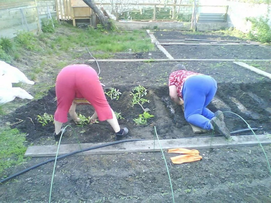 Женщина на грядке