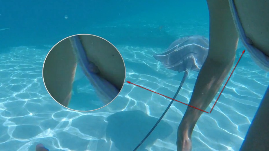 Регина Тодоренко