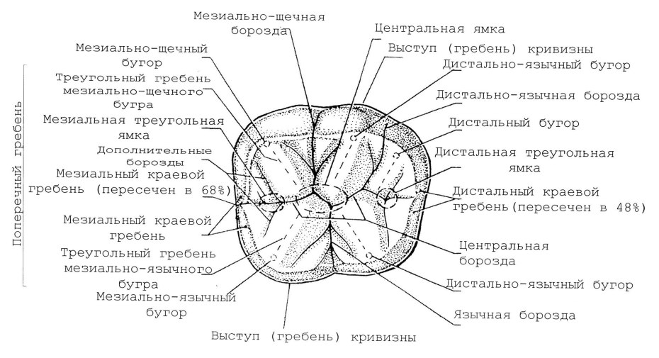 Выпадение Шелли в БРАВЛ старс