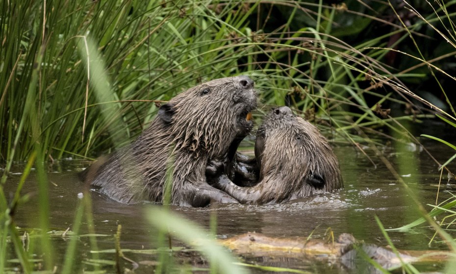 Саманта Сэйнт порнозвезда